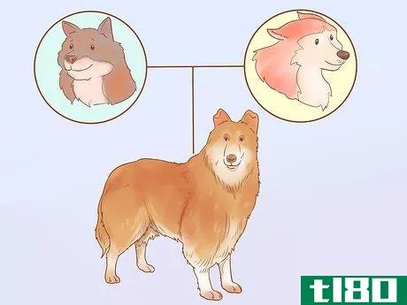 Image titled Choose a Dog Step 19