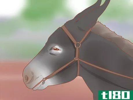 Image titled Check Whether Your Horse or Donkey Needs to See a Dentist Step 11