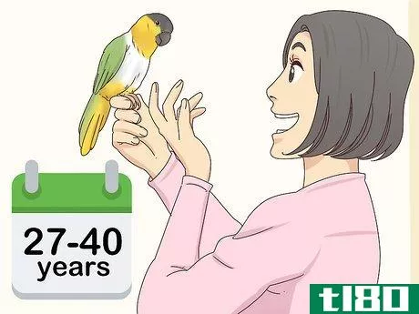 Image titled Choose a Caique Parrot Step 9