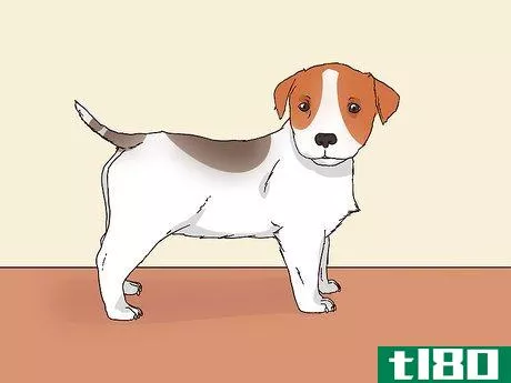 Image titled Choose a Jack Russell Puppy Step 4