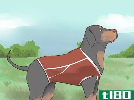 Image titled Choose Exercise That Strengthens Senior Dogs Step 13