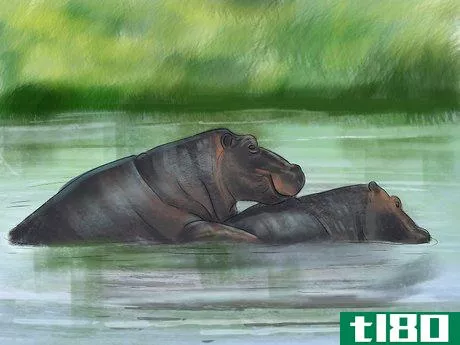 Image titled Deal With a Hippo Encounter Step 9
