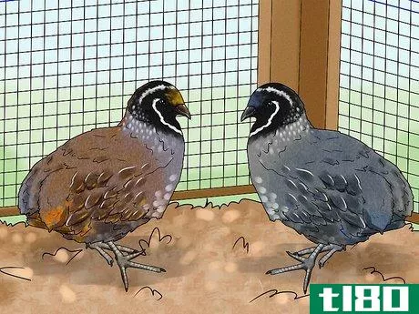 Image titled Choose a Quail Step 6