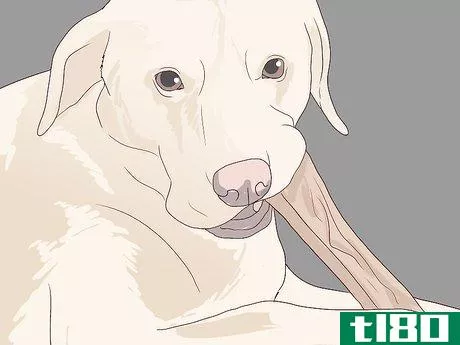 Image titled Check for Signs of Dental Disease in Dogs Step 11
