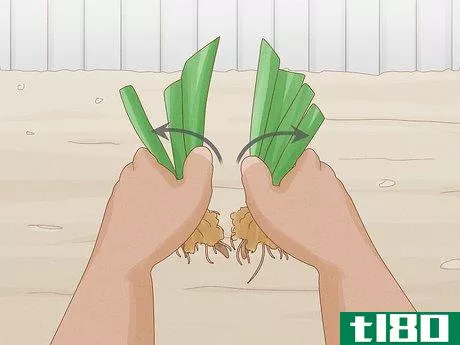 Image titled Cut Back Irises in the Fall Step 10