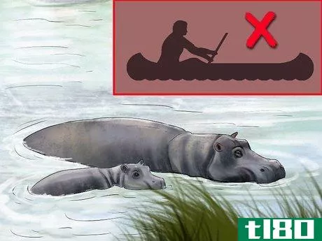 Image titled Deal With a Hippo Encounter Step 10