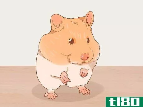 Image titled Decide Between Syrian and Dwarf Hamsters Step 1