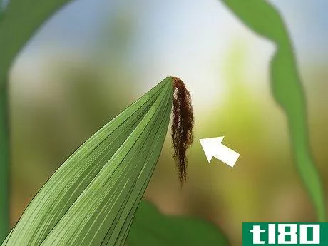 Image titled Control Corn Ear Worms Step 6