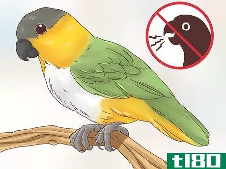 Image titled Choose a Caique Parrot Step 2