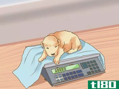 Image titled Deal with Newborn Puppy Nipple Guarding Step 1