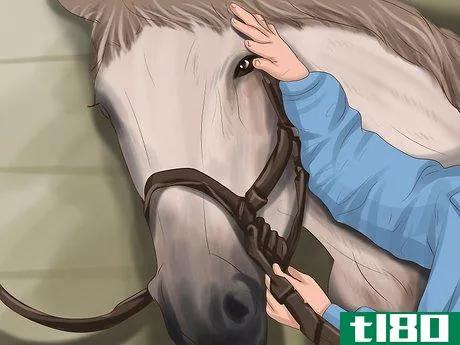 Image titled Choose a Horse for Therapeutic Riding Step 2