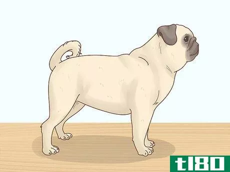Image titled Choose a Pug Step 6