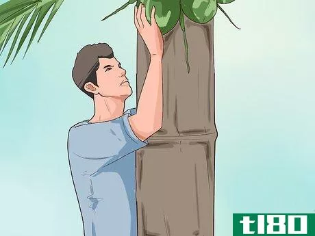 Image titled Climb a Coconut Tree Step 9