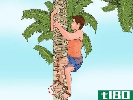 Image titled Climb a Palm Tree Step 11
