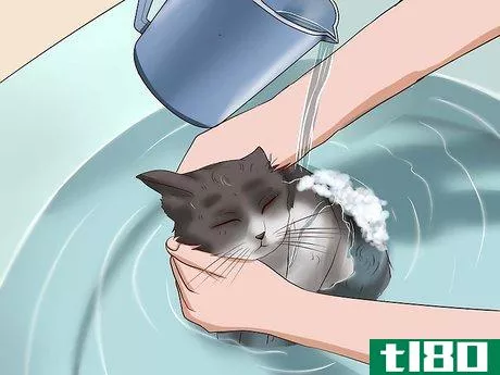 Image titled Clean Your Cat When He Can't Do It Himself Step 30