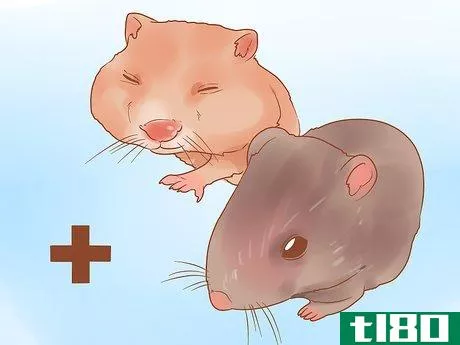 Image titled Decide Between Syrian and Dwarf Hamsters Step 6