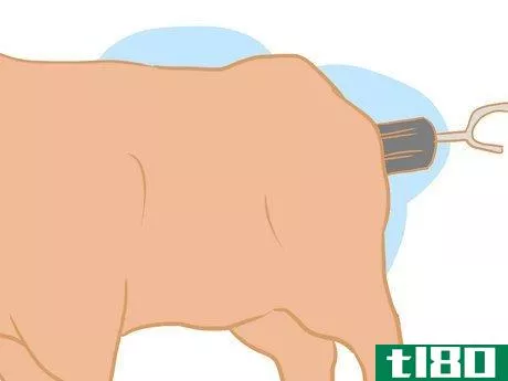 Image titled Collect Semen from a Bull for a Breeding Soundness Exam Step 8