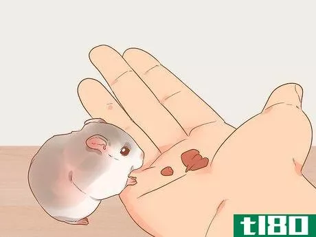 Image titled Decide Between Syrian and Dwarf Hamsters Step 2