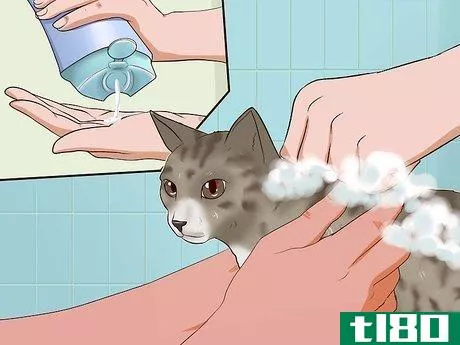 Image titled Clean Your Cat When He Can't Do It Himself Step 31