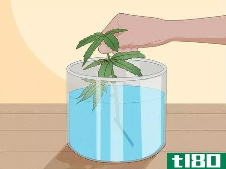 Image titled Clone Cannabis Step 5