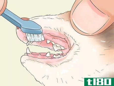 Image titled Clean a Ferret's Teeth Step 6