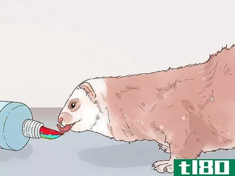 Image titled Clean a Ferret's Teeth Step 5