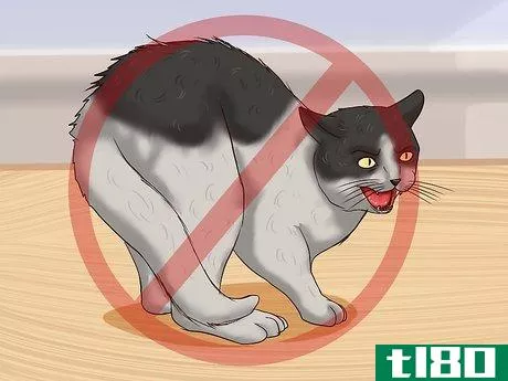 Image titled Clean Your Cat When He Can't Do It Himself Step 3