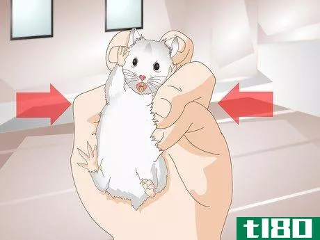 Image titled Clean a Hamster's Teeth Step 5