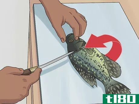Image titled Clean Crappie Step 7