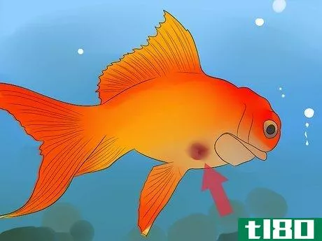 如何治疗金鱼中的吸虫(cure flukes in goldfish)