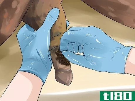 Image titled Clean the Sheath of a Horse Step 14