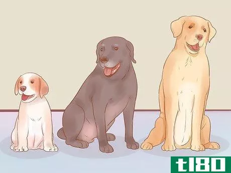 Image titled Choose a Dog Step 12