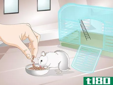 如何清洁仓鼠的牙齿(clean a hamster's teeth)
