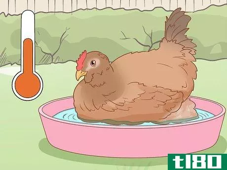 Image titled Cure a Chicken from Egg Bound Step 5