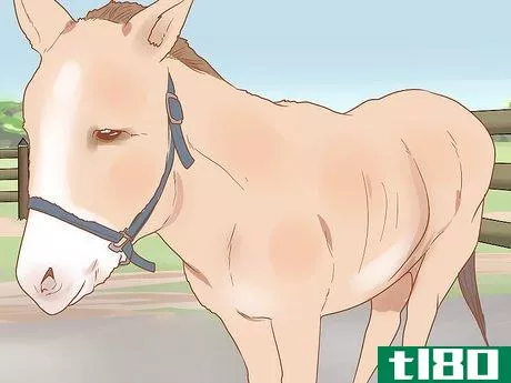 Image titled Check Whether Your Horse or Donkey Needs to See a Dentist Step 7