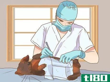 Image titled Deal with Newborn Puppy Nipple Guarding Step 11