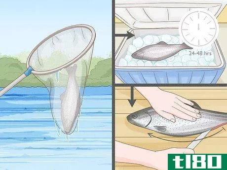 Image titled Clean a Fish Step 1