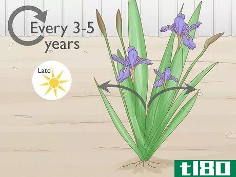 Image titled Cut Back Irises in the Fall Step 7