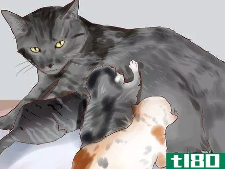 Image titled Feed a Newborn Kitten Step 1