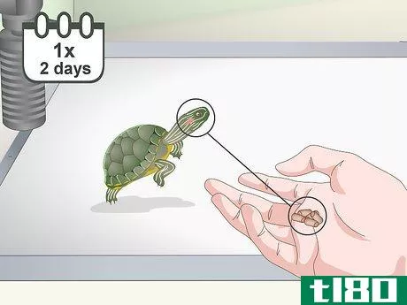 Image titled Feed a Red‐Eared Slider Turtle Step 6