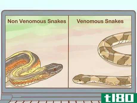 Image titled Differentiate Between Poisonous Snakes and Non Poisonous Snakes Step 6