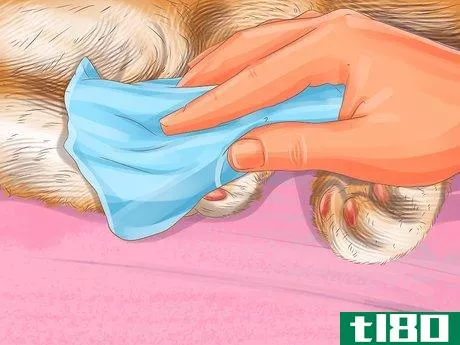 Image titled Diagnose Seasonal Allergies in Cats Step 9