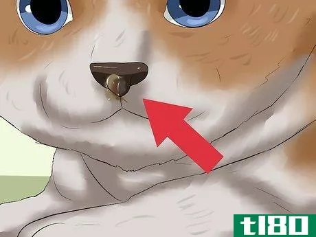 Image titled Detect Kitten URI or Pneumonia Step 2