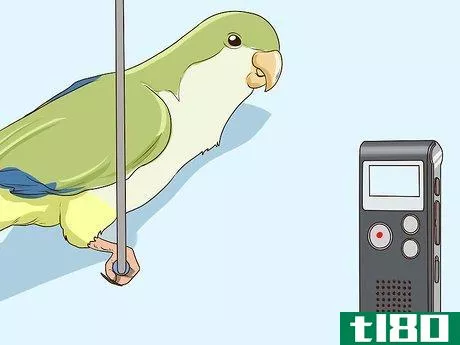 Image titled Entertain a Quaker Parrot Step 12