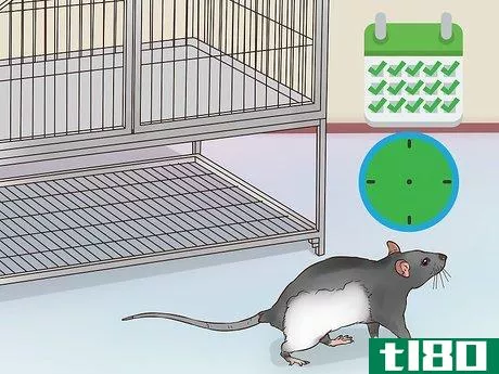 Image titled Exercise a Pet Rat Step 5