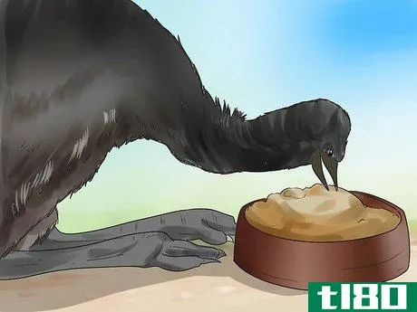 Image titled Diagnose Illness in an Emu Step 2