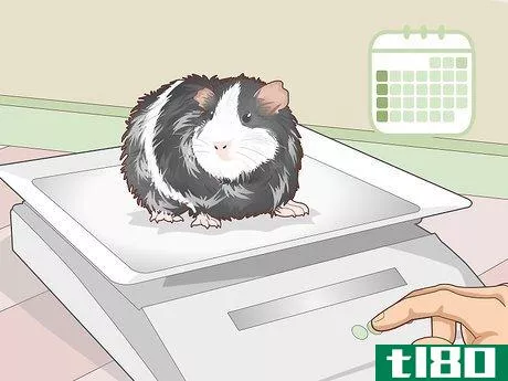 Image titled Ensure a Happy Life for Your Guinea Pig Step 23