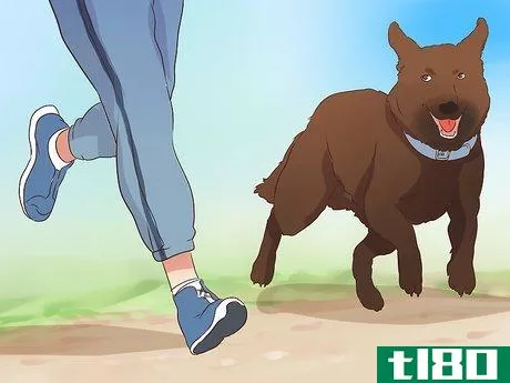 Image titled Exercise With Your Dog Step 20