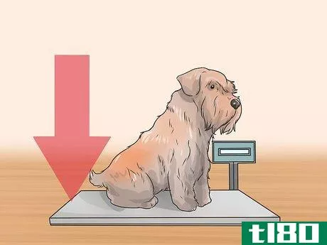 Image titled Diagnose Diabetes in Miniature Schnauzers Step 4