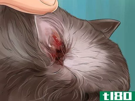 Image titled Diagnose and Treat Ear Infections in Cats Step 3